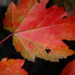 Dos and Don’ts for Decorating with a Fall Color Palette