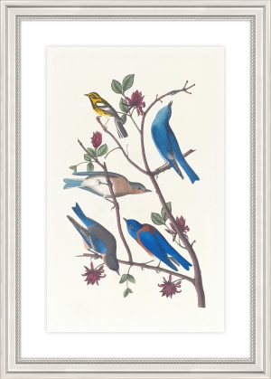Western Bluebird