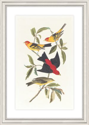 Louisiana Tanager and Scarlet Tanager