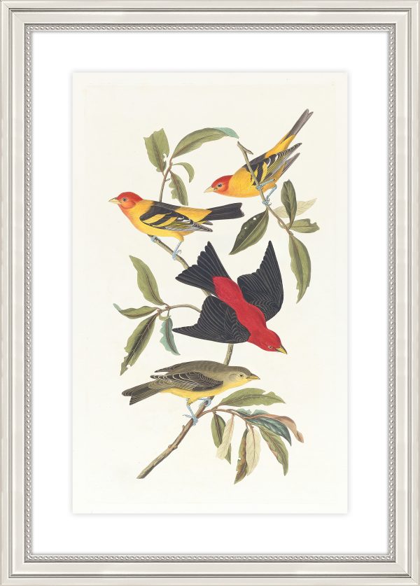 Louisiana Tanager and Scarlet Tanager