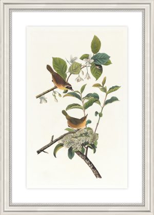Yellow Breasted Warbler