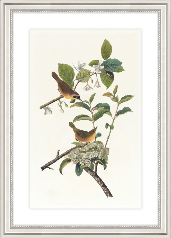 Yellow Breasted Warbler
