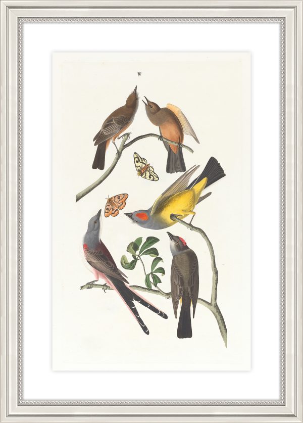 Arkansas Flycatcher Swallow