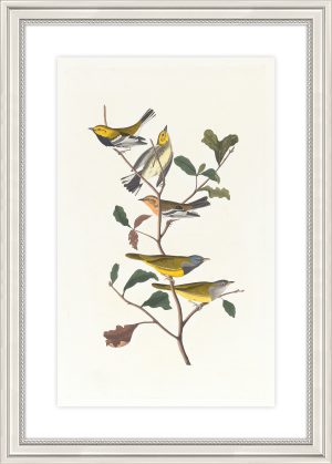 Black-throated Green Warbler