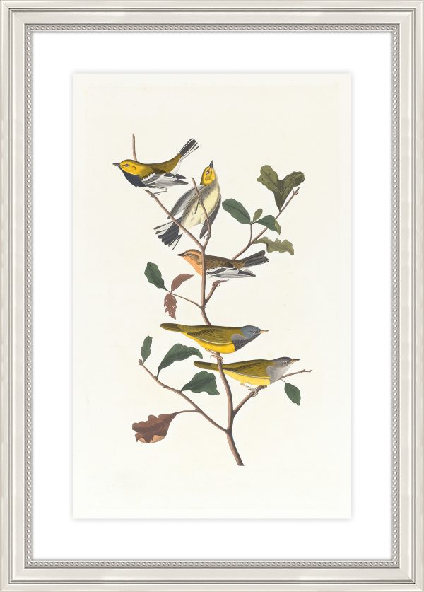 Black-throated Green Warbler