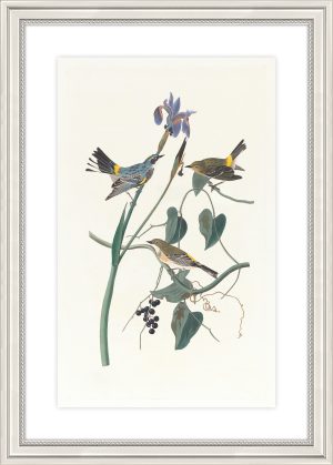 Yellow Rump Warbler