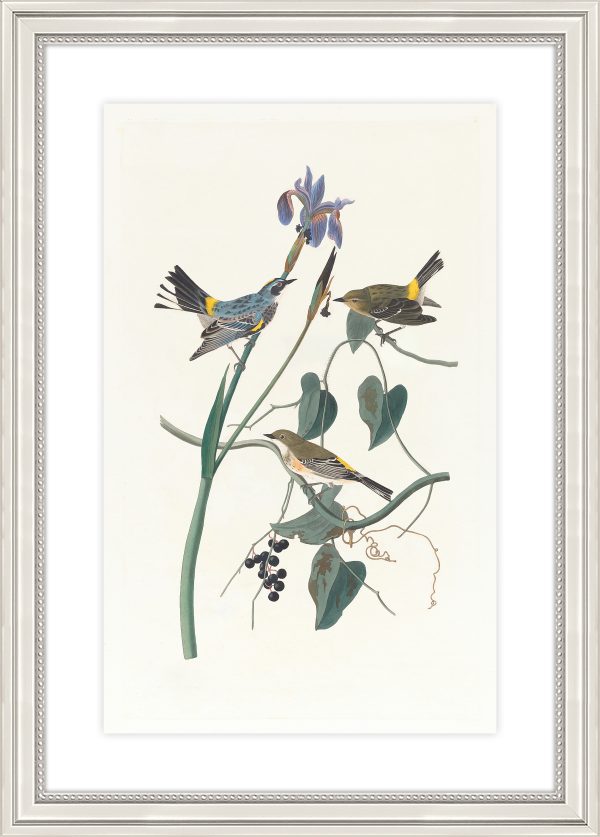 Yellow Rump Warbler