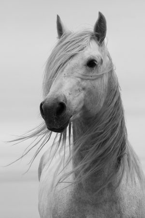 Portrait of Purity