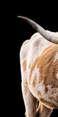 The Texan Triptych I (IBG)